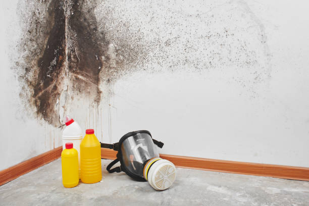 Health and Safety Mold Remediation